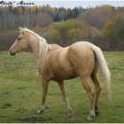 Palomino