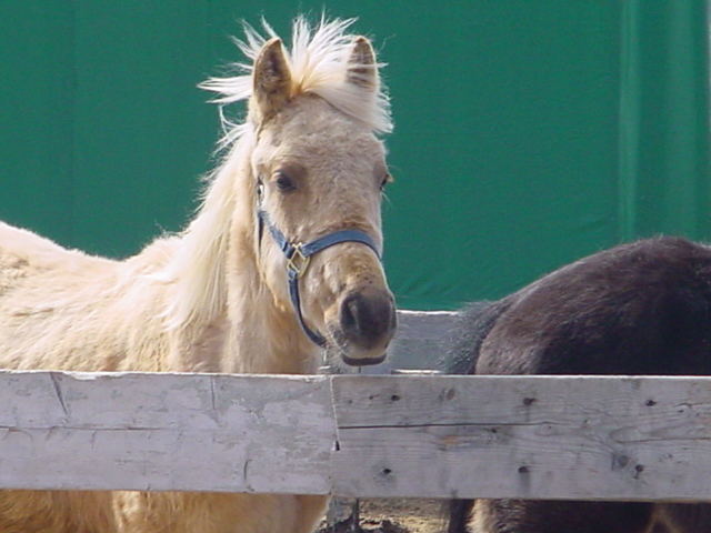 Palomino!