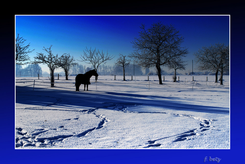 ~palomino blues~