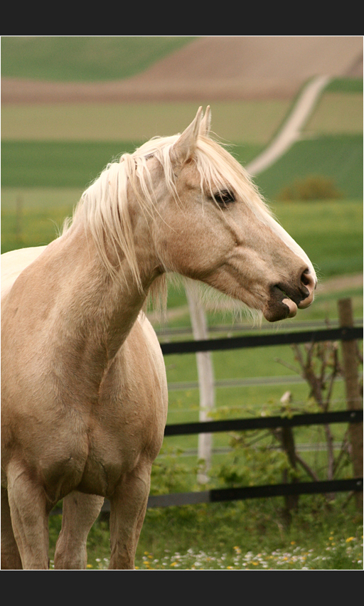 palomino