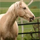 palomino