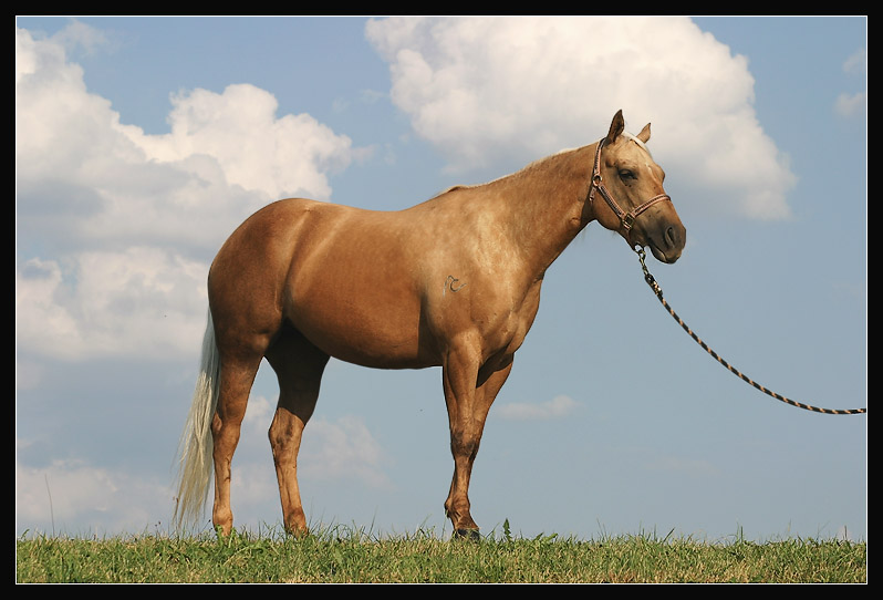 Palomino