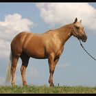 Palomino