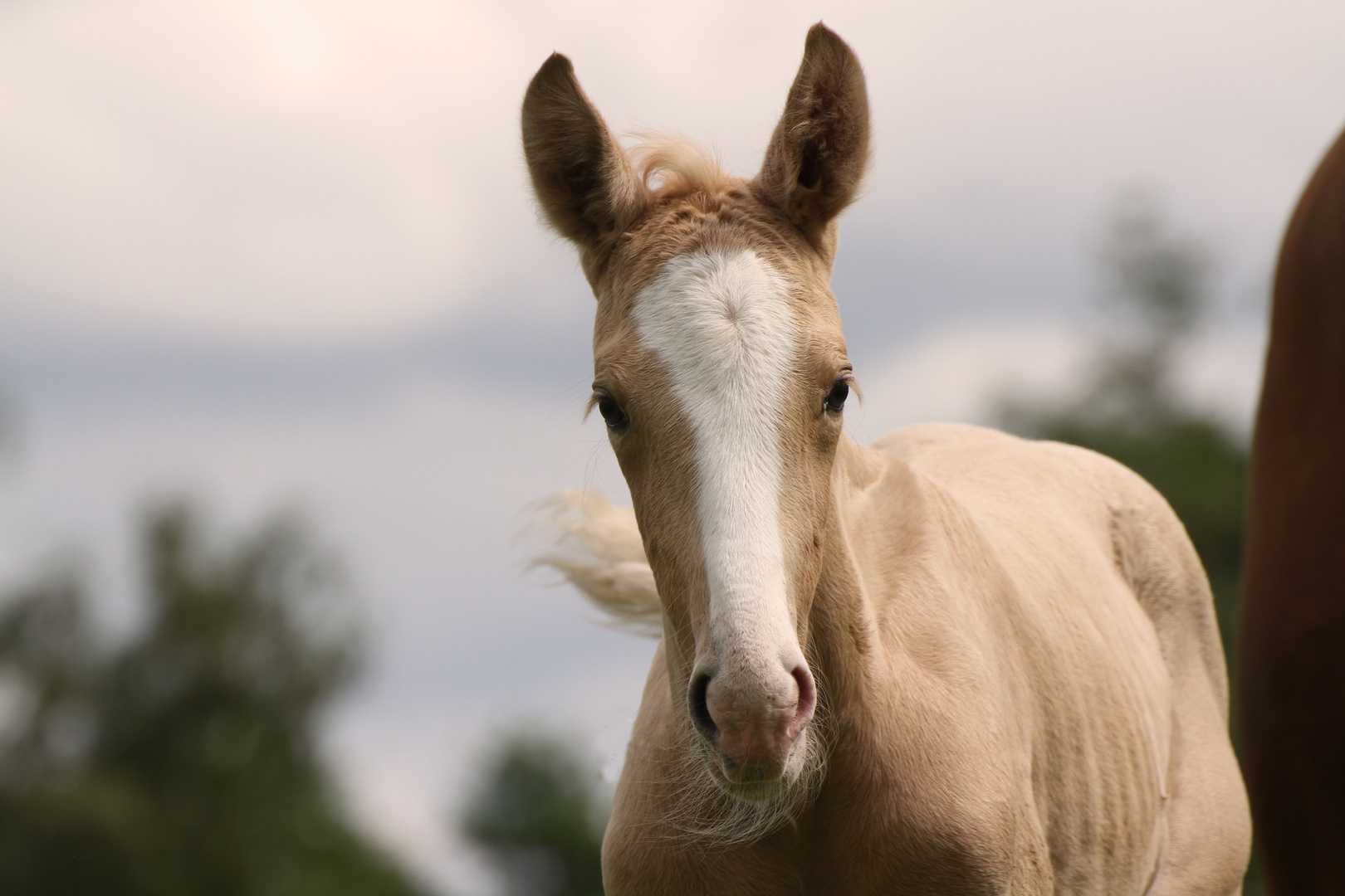 Palomino Fohlen