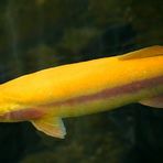 Palomino rainbow trout