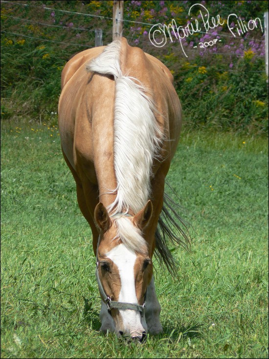 Palomino under the sun