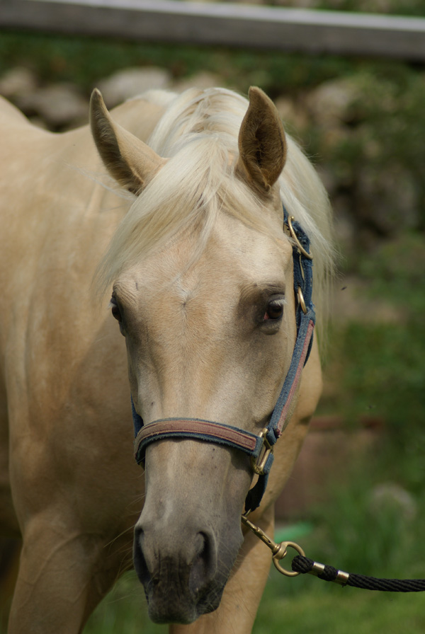 Palomino Wallach!