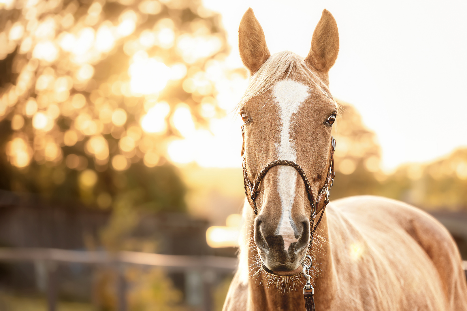 Palominostute im Zauberlicht