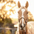 Palominostute im Zauberlicht