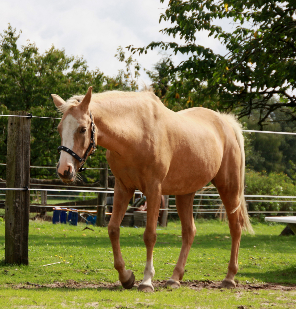 Palominostute Sahira