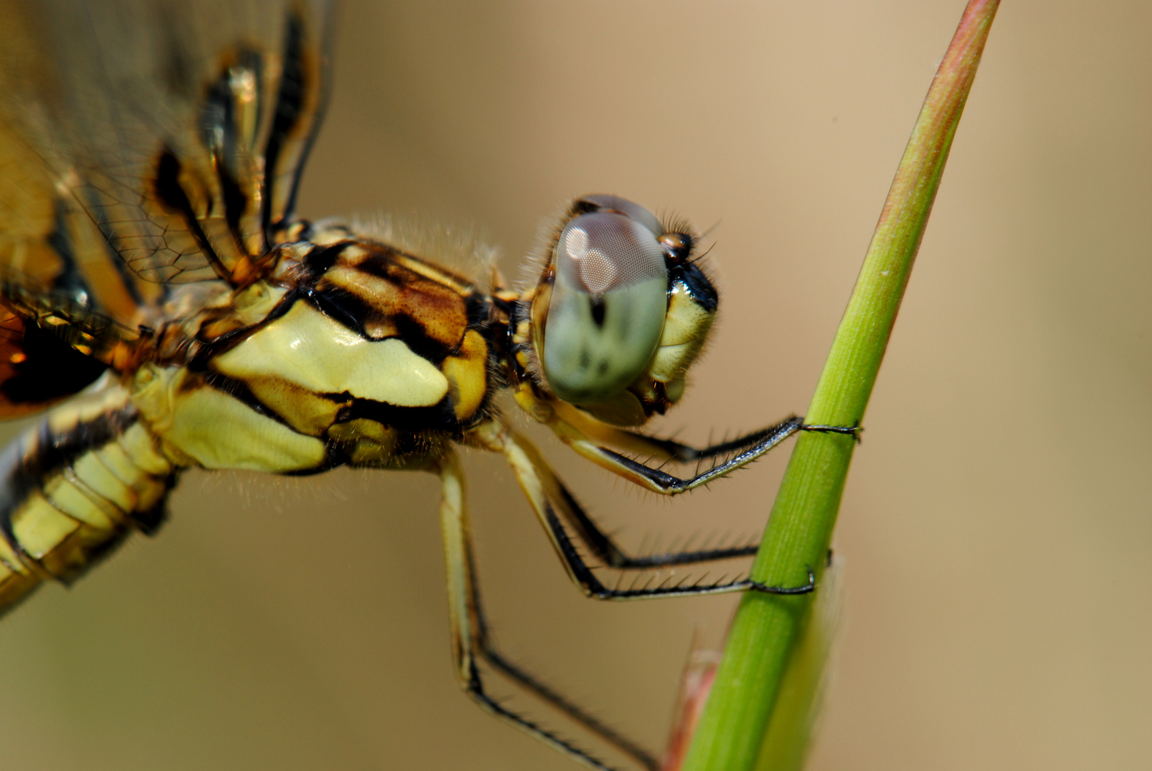 Palopleura sexmaculata, m