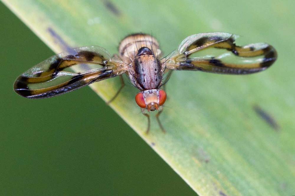 Palopteridae : Toxoneura muliebris