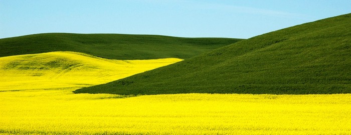 Palouse/Yellow