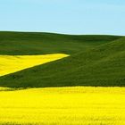 Palouse/Yellow