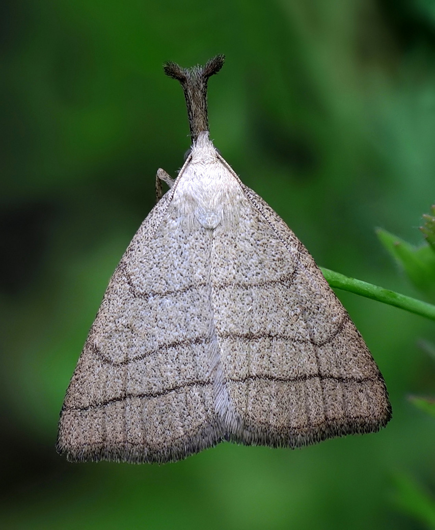 Palpen Spannereule (Polypogon tentacularia)