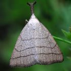 Palpen Spannereule (Polypogon tentacularia)