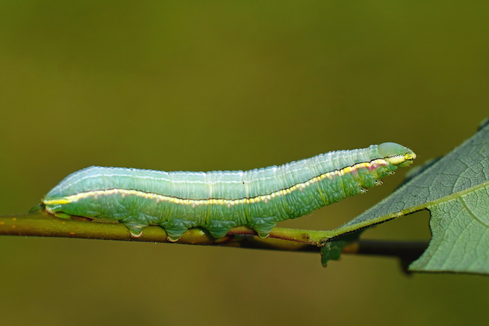 Palpen-Zahnspinner   - Pterotoma palpina