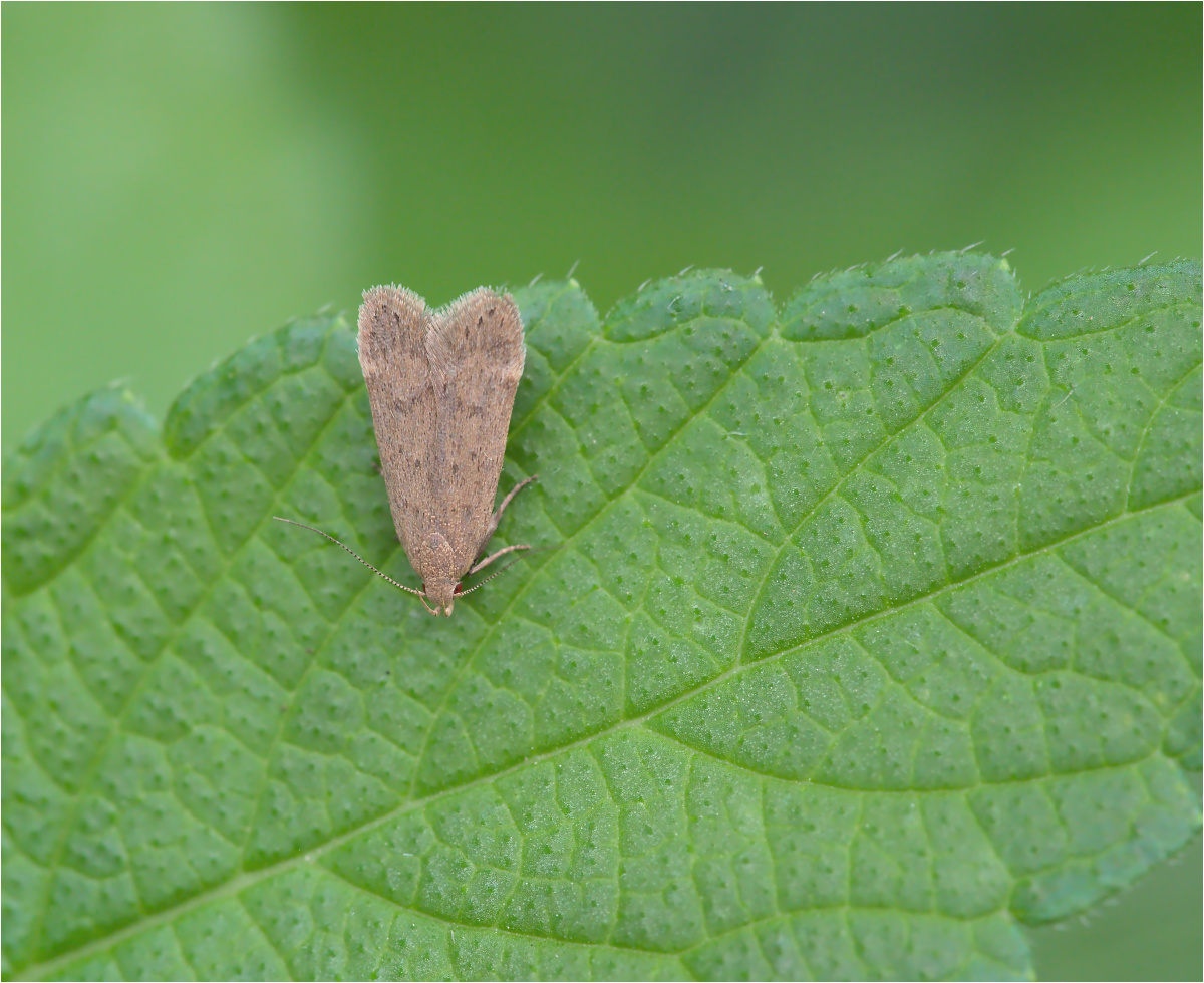 Palpenmotte (Broytropha spec.)