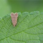 Palpenmotte (Broytropha spec.)