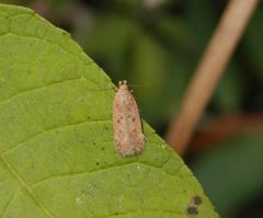 Palpenmotte Bryotropha terrella