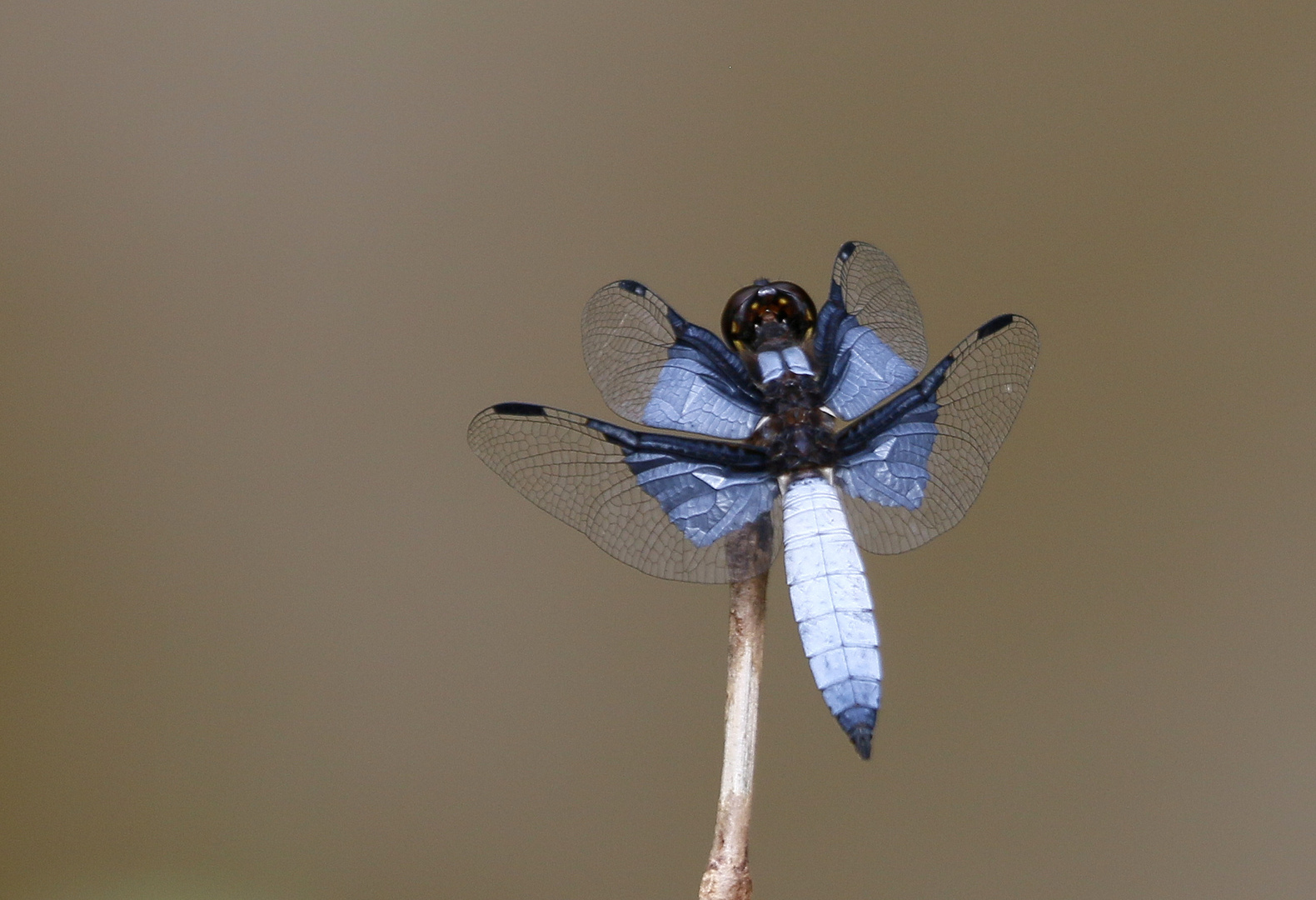 Palpopleura vestita