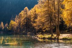 Palpuogna lake with larch