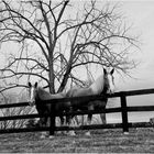 Pals in a Pasture at Day's End