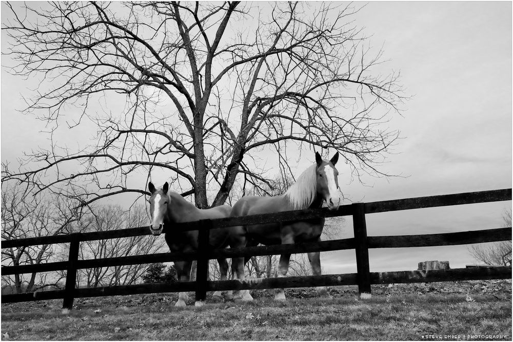 Pals in a Pasture at Day's End