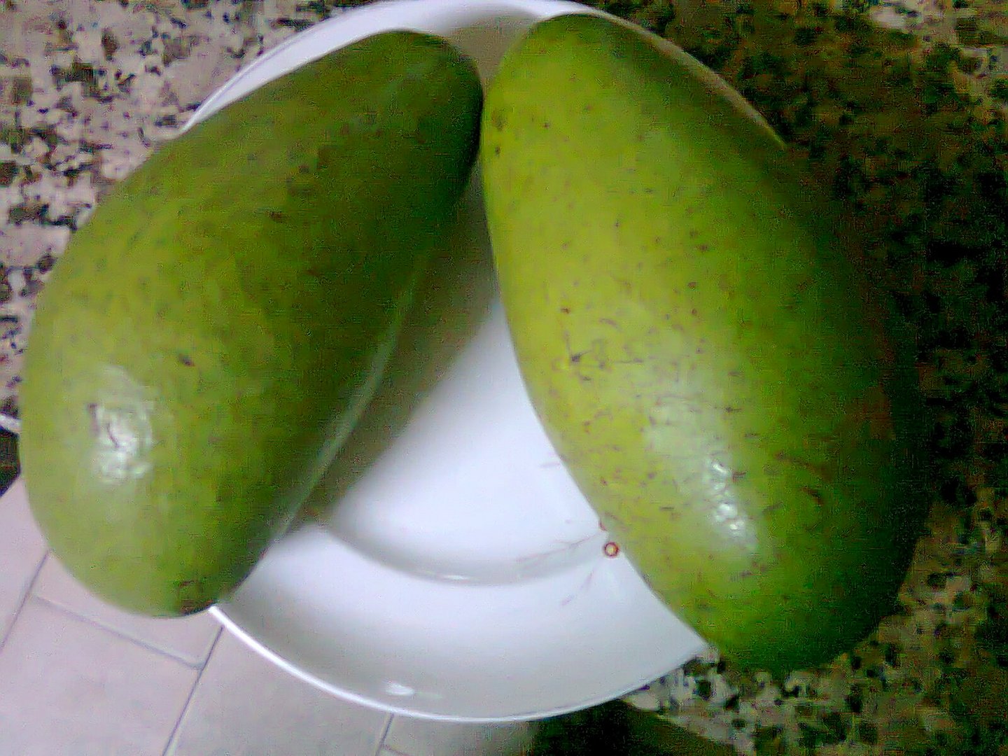 palta