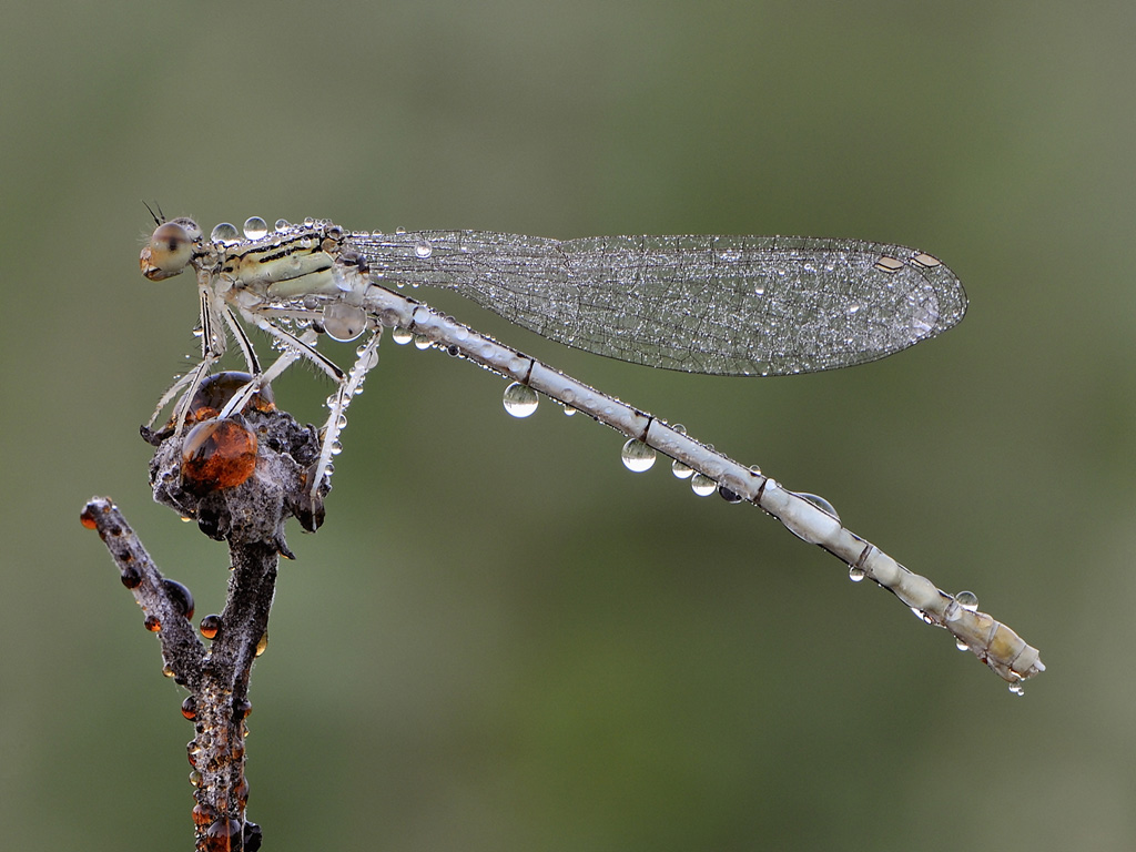 Paltycnemis pennipes