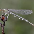 Paltycnemis pennipes