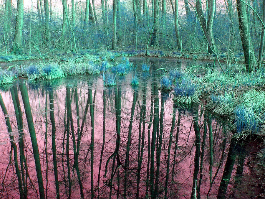 Palude Brabbia di Sergio Orientestella 