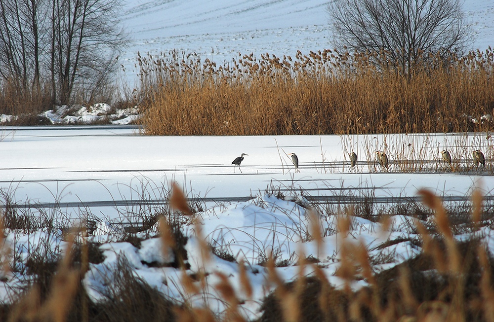 PALUDE ON ICE