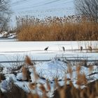 PALUDE ON ICE