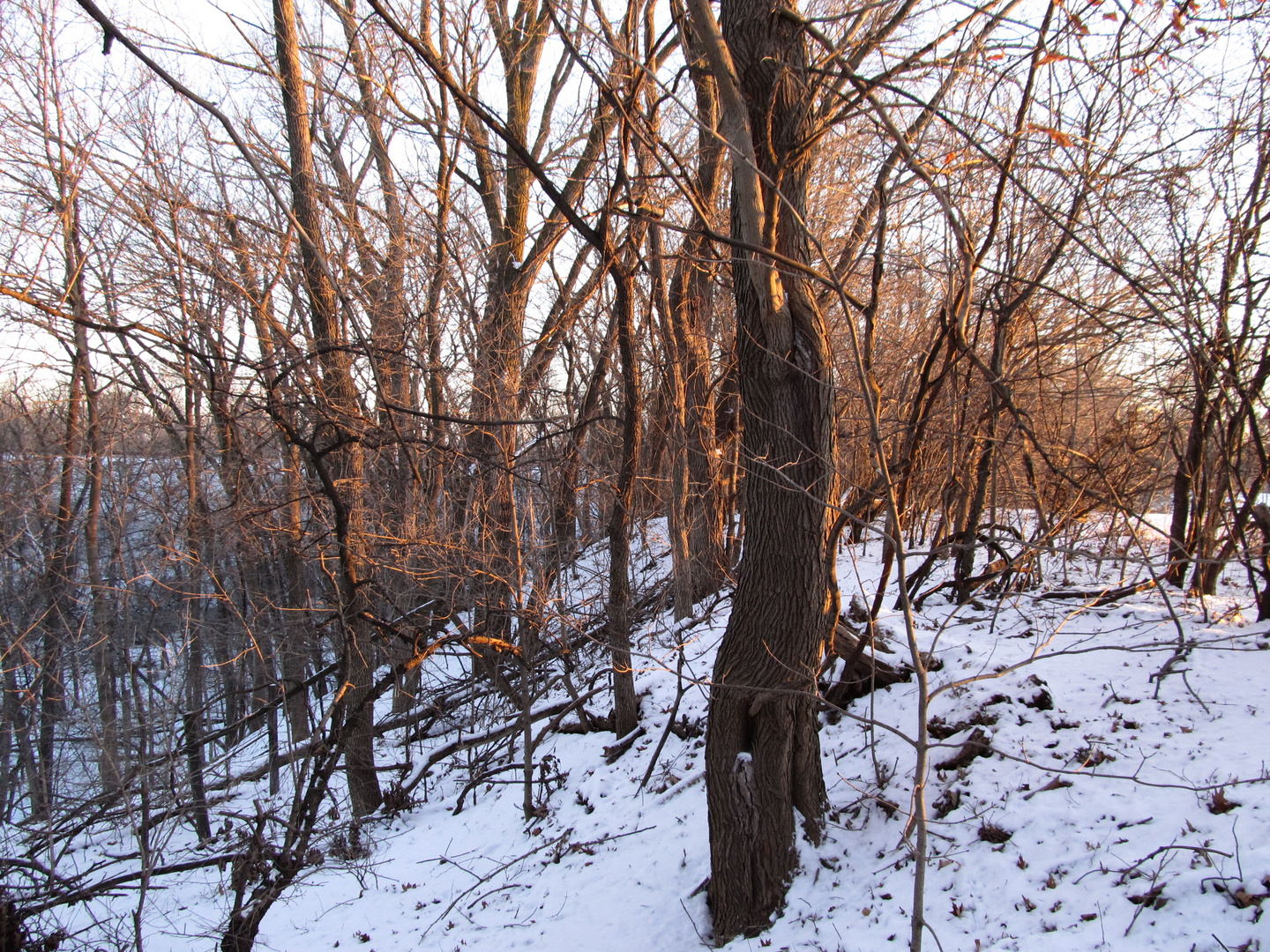 Pamel Forest
