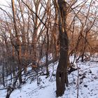 Pamel Forest