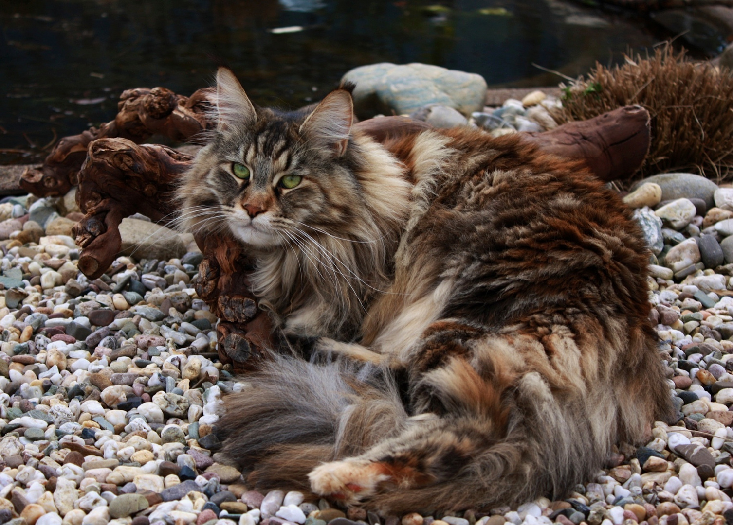 Pamina and the pebbles