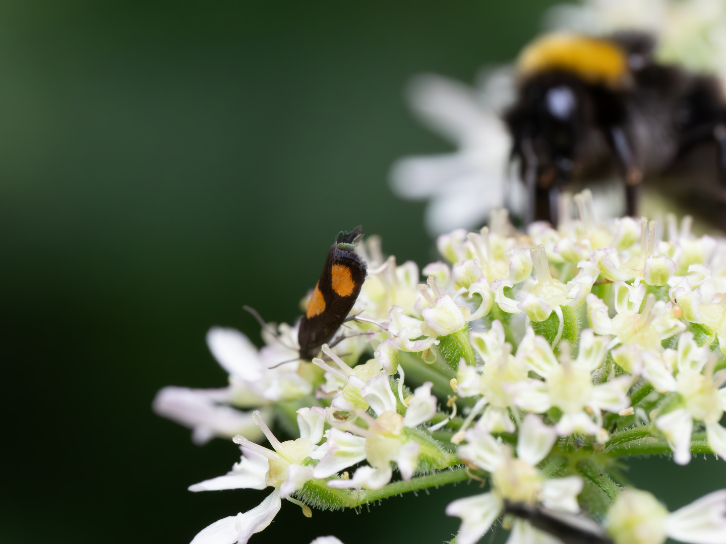 Pammene aurana, der Bärenklauwickler