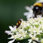 Pammene aurana, der Bärenklauwickler