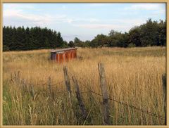 ...Pampa auf dem Westerwald...