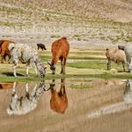 Pampa de Llamas