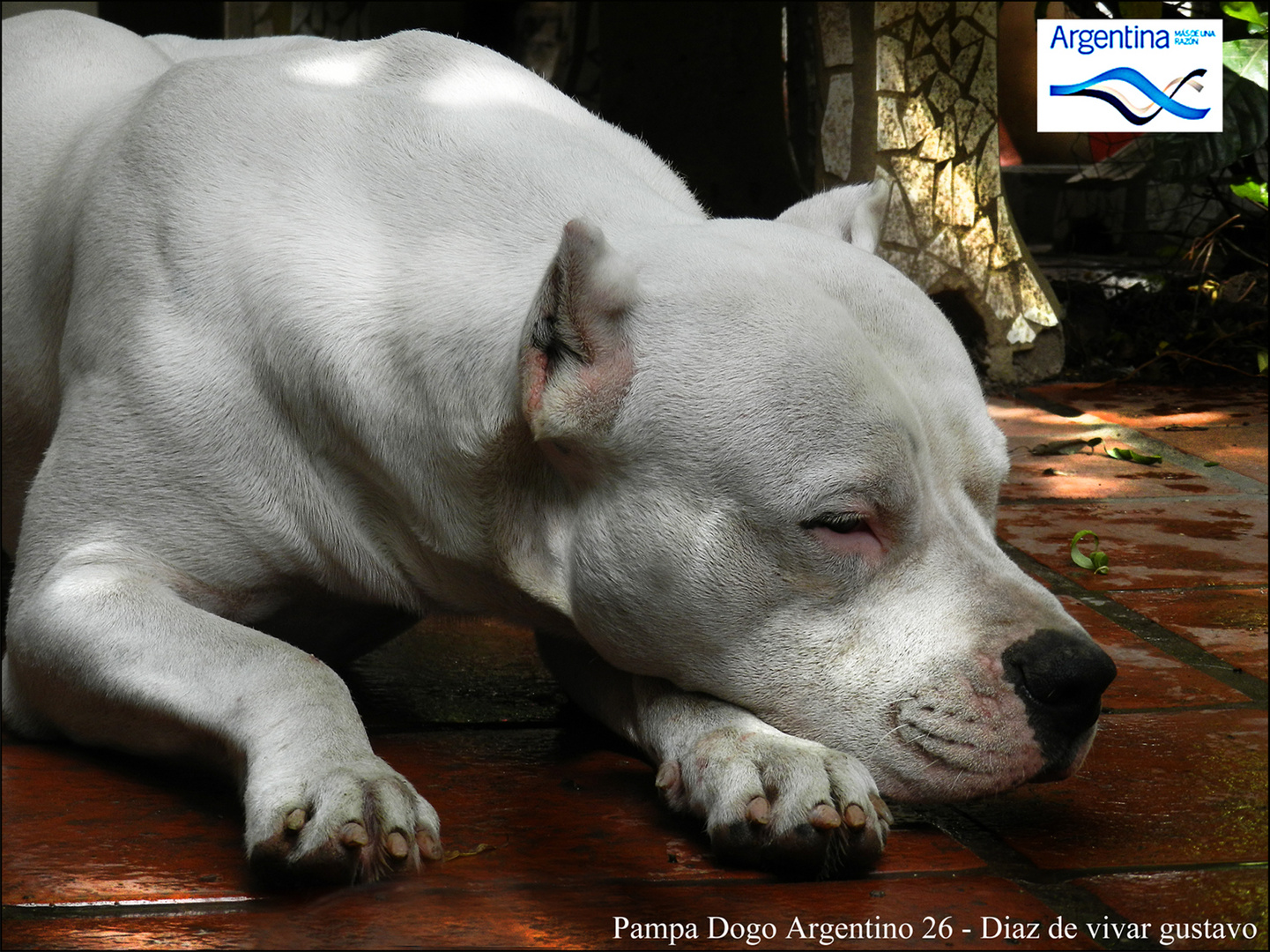 Pampa Dogo Argentino 26 - Diaz de vivar gustavo