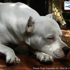 Pampa Dogo Argentino 26 - Diaz de vivar gustavo