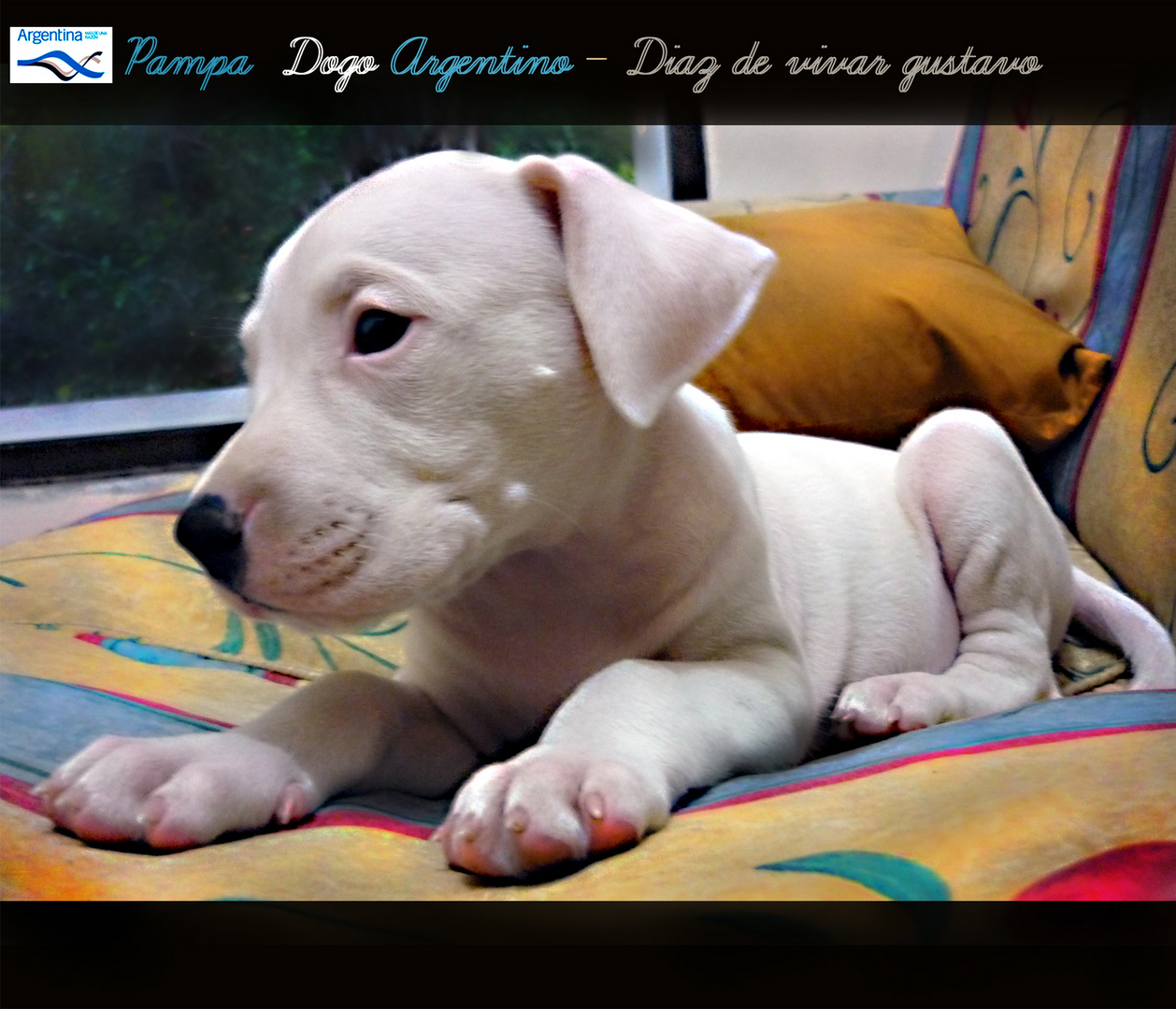 Pampa dogo Argentino