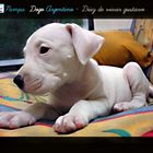 Pampa dogo Argentino