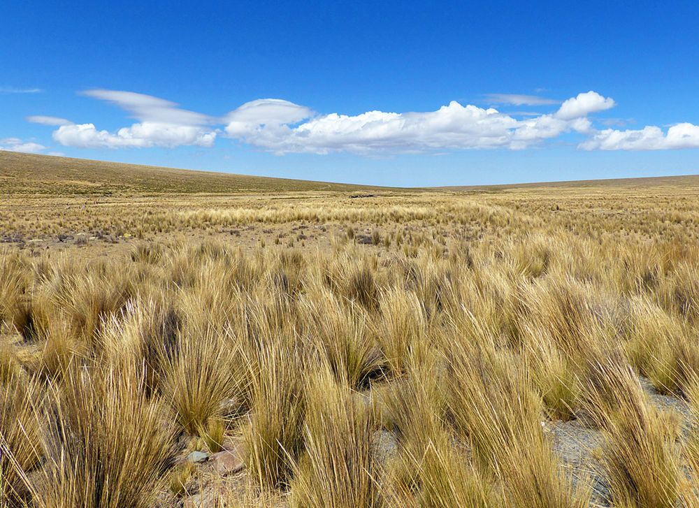 Pampa Galeras