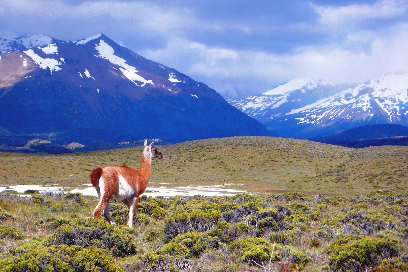 Pampa Patagonico