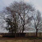 PAMPA.....años de sequia, mucho viento,epocas tristes del campesino.....