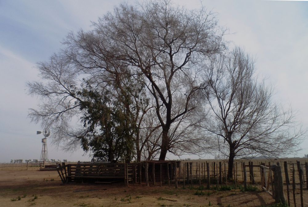 PAMPA.....años de sequia, mucho viento,epocas tristes del campesino.....