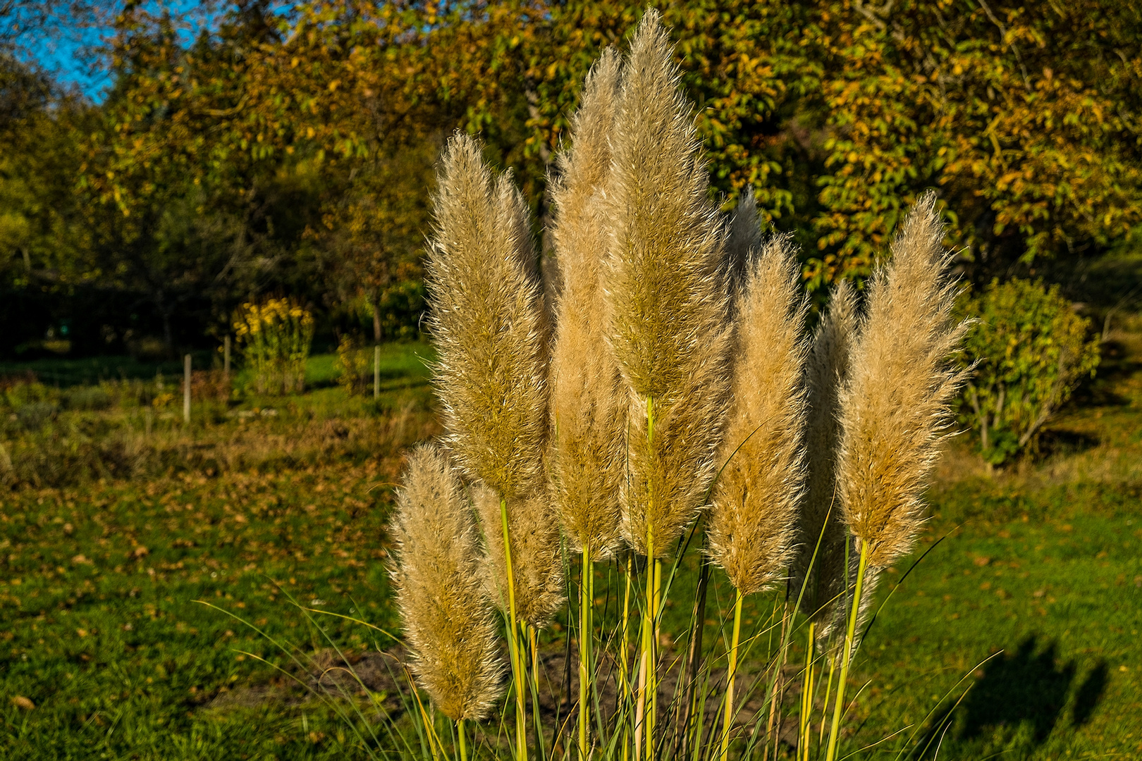 Pampas-Gras